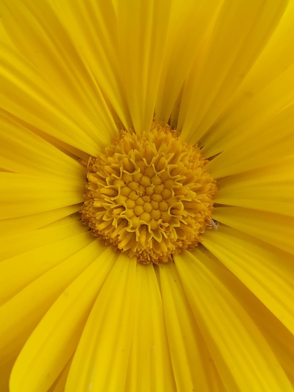 FULL FRAME SHOT OF YELLOW FLOWER POLLEN