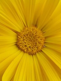 Full frame shot of yellow flower