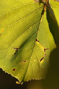Close-up of grasshopper