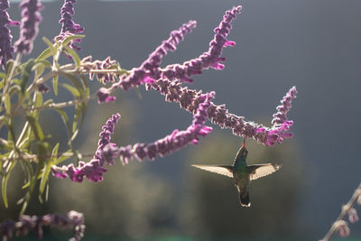 Close-up of insect on pink flower