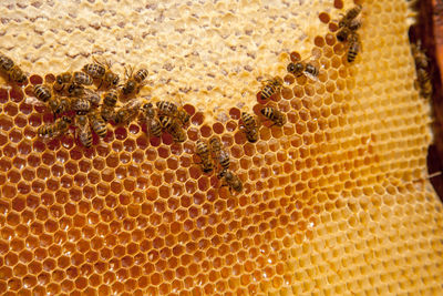 Close-up of bee on table