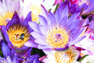 Bright purple lotus flower with insects