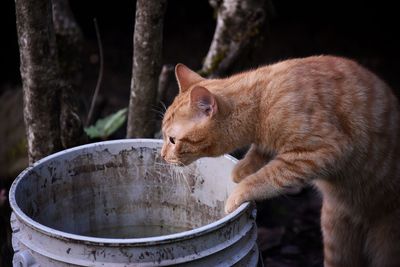 Close-up of cat rearing up on bucket in yard