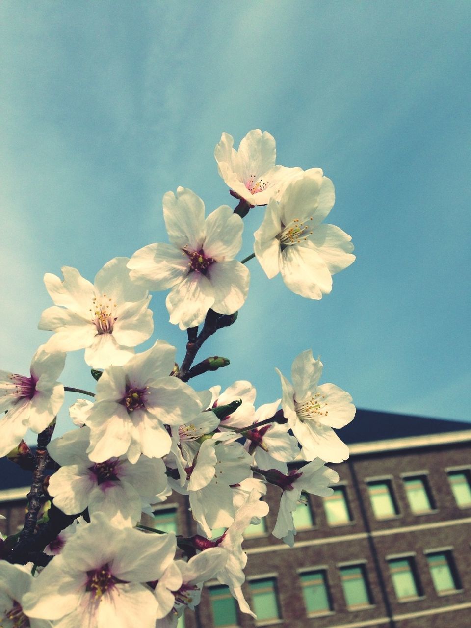 flower, freshness, fragility, low angle view, growth, white color, petal, cherry blossom, tree, beauty in nature, sky, nature, blooming, branch, blossom, cherry tree, in bloom, flower head, day, fruit tree