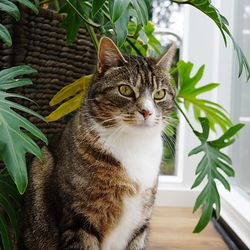 Close-up portrait of cat sitting on plant