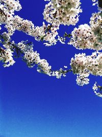 Low angle view of flowers against clear blue sky