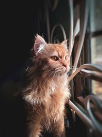 Close-up of a cat looking away