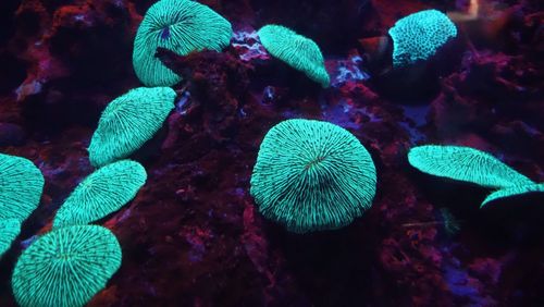underwater