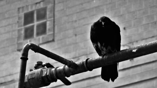 Low angle view of bird perching on pipe