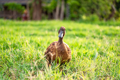 Duck on field