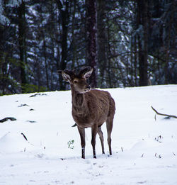 View of deer standing on snow covered field