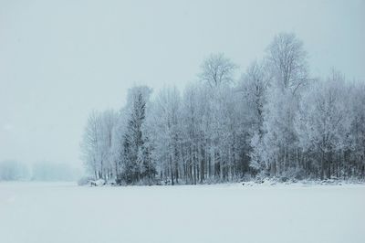 Trees against clear sky during winter