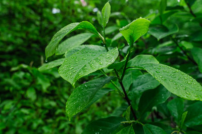 leaf