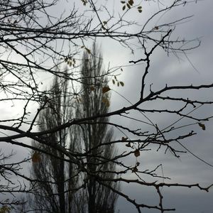 Low angle view of bare trees against sky