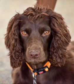 Close-up portrait of dog