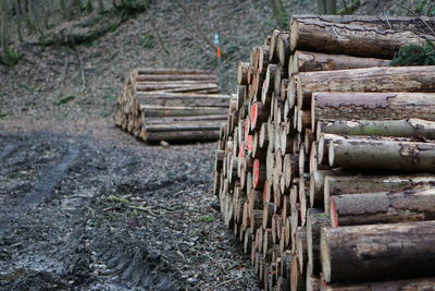 Stack of logs in forest