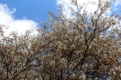 Low angle view of tree against sky