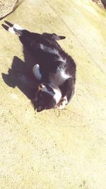 Cat lying on shadow