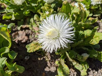 Close-up of white flowering plant