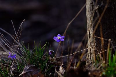 Close-up of purple flowers in field