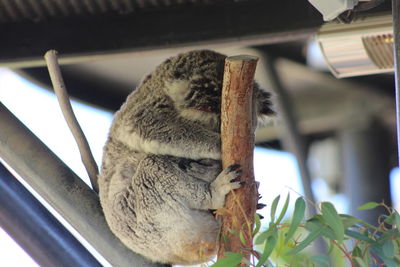 Close-up of squirrel