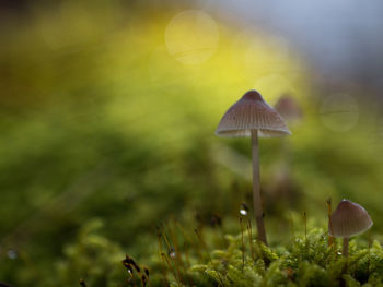 Close-up of mushroom growing in forest