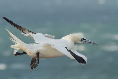Close-up of bird flying against sky