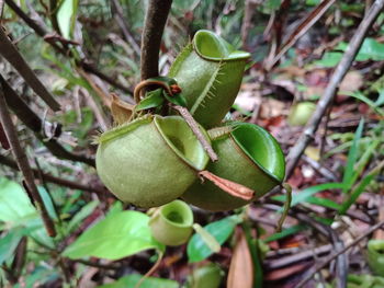 Close-up of fruit growing on tree