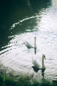 High angle view of swan swimming in lake