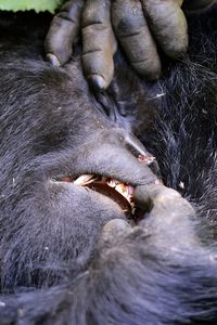 Close-up of mountain gorilla