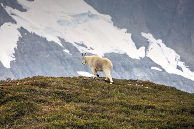 Mountain goat in north cascades national park, washington state, usa