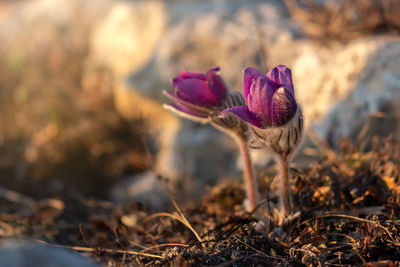 Close-up of purple crocus flowers on field