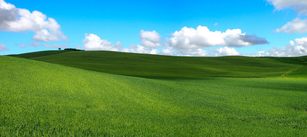 Scenic view of grassy field against sky