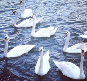 Swans swimming in lake