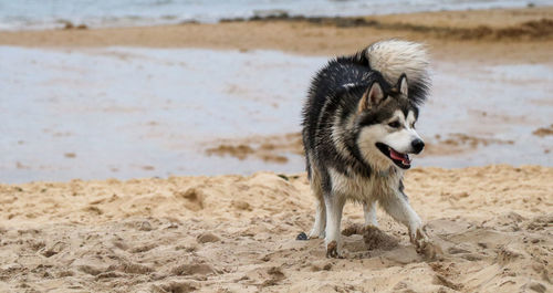 Dog running on beach