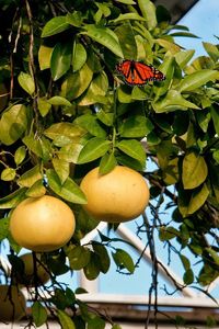 Close-up of fruits on tree