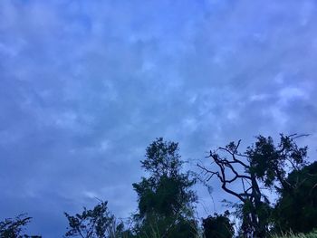 Low angle view of tree against sky