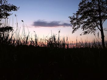 Silhouette plants on field against sky during sunset