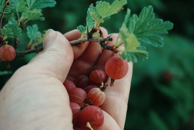 Cropped hand picking red gooseberries on twig