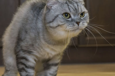Close-up portrait of cat