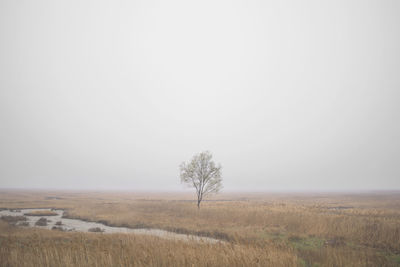 Tree on field against clear sky