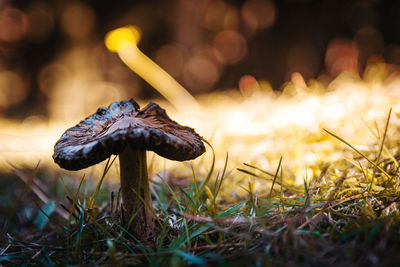 Close-up of mushroom growing on field