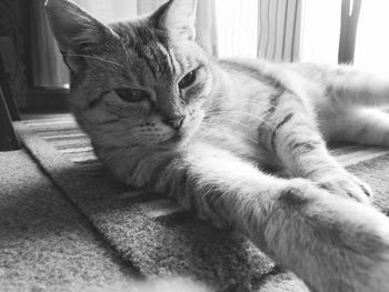 Close-up portrait of cat relaxing at home