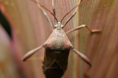 Anasa tristis bug