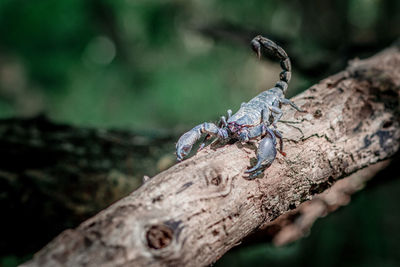 Close-up of insect on tree trunk