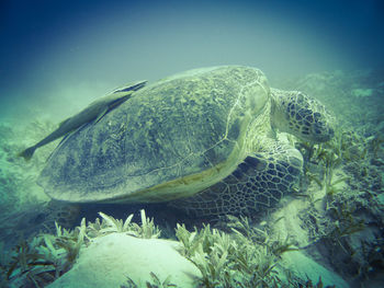 Close-up of turtle swimming undersea