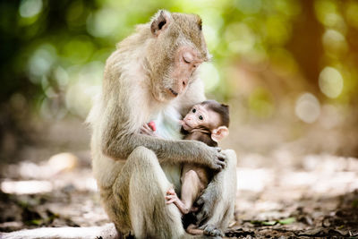 Monkey feeding infant while sitting on field in forest