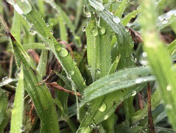 Close-up of wet plant during rainy season