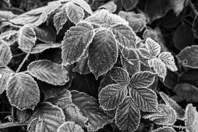 Full frame shot of frozen leaves