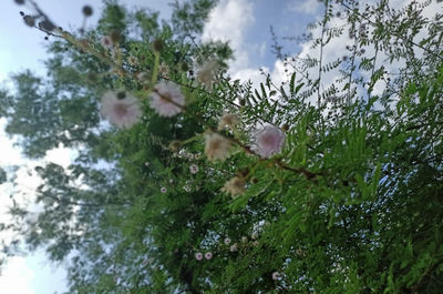 Low angle view of flowering plants against sky